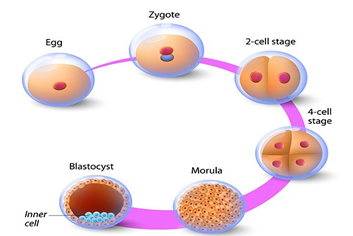 Natural cycle IVF