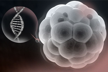 Pre implantation genetic testing 