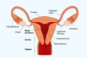 Thin Endometrium